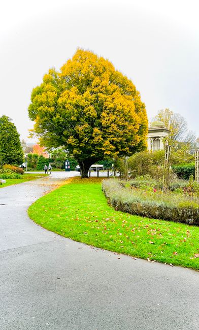 A large, rounded tree with dense foliage displaying a mix of green and yellow leaves stands prominently in a park setting. The tree's branches extend outward, creating a lush canopy over a curved path