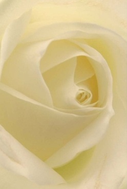 This intimate close-up invites you into the very soul of a Harold Hill rose, where swirling ivory petals meet in perfect, harmonious layers. Each petal appears almost translucent, the softest hint of cream and pale lemon catching the gentle, diffused daylight that filters through local gardens. There's a tactile allure-these velvety petals seem to beg for a fingertip's caress, echoing the sense of calm before a cherished celebration or an anniversary remembered with fondness in Harold Hill homes. The lighting, mild and welcoming, reveals the subtle beauty and pure form of the rose, evoking feelings of timelessness and connection. One can almost breathe in the delicate, understated scent drifting like a memory through the room, mingling with the clean air of Harold Hill's leafy avenues. This elegant bloom, so often crafted at Florist Harold Hill and hand-delivered to families along Gooshays Drive or past the green expanse of Dagnam Park, is more than just a flower-it's a hallmark of local artistry and the perfect gesture for love, comfort, or commemoration within the community.